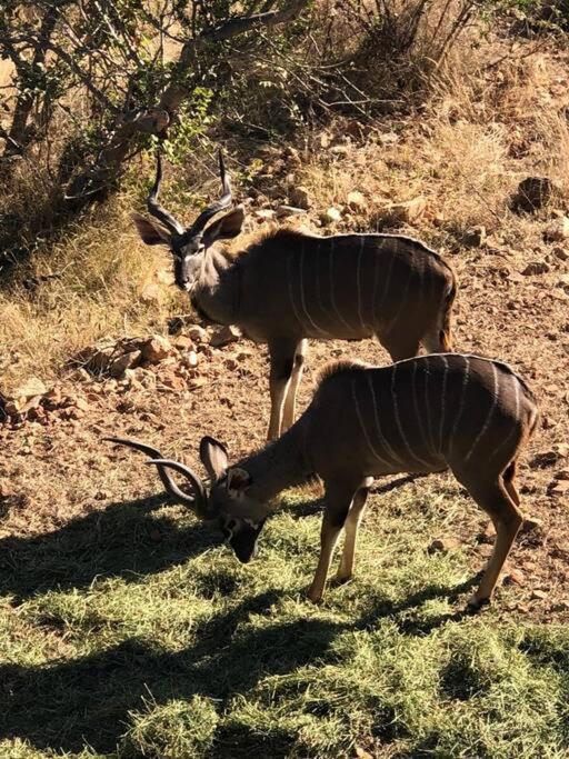 Boabab Lodge Mabula Game Reserve Екстер'єр фото