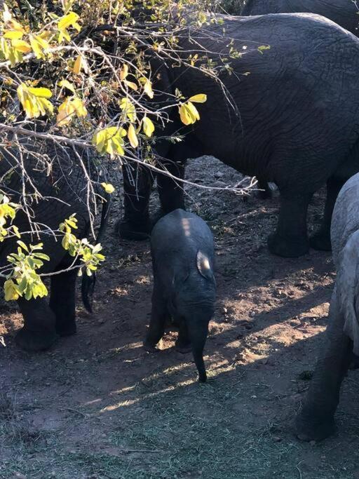 Boabab Lodge Mabula Game Reserve Екстер'єр фото